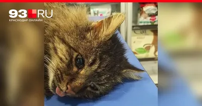 Корм для стерилизованных котов и кошек, Royal Canin Sterilised 37, в  возрасте от 1 года до 7 лет купить с доставкой в интернет-магазине  зоогастроном.ру