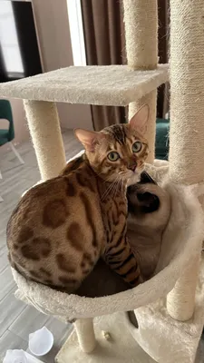 Котята тайской кошки – купить в Краснодаре, цена 1 000 руб., продано 18  июля 2017 – Кошки