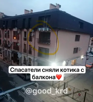 На красноярца завели уголовное дело за запертого в квартире кота — Новости  Красноярска на 7 канале