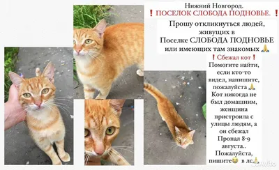 Найдена контактная кошка на проспекте Ленина, Нижний Новгород | Pet911.ru