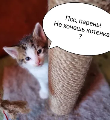 Найдена кошка на Молитовской улице, Н. Новгород | Pet911.ru