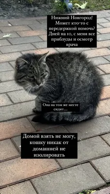 Кошка бездомная Нижний Новгород | Пикабу