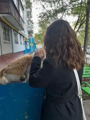Породистый кот – купить в Нижнем Новгороде, цена 1 500 руб., продано 29  апреля 2018 – Кошки