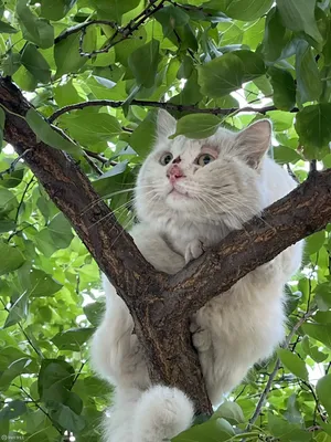 Спасите белого кота на Волжской набережной, 9, Нижний Новгород | Pet911.ru