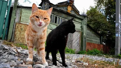 В Новосибирске названы самые необычные истории котов в День кошки 2023 |  Atas.info | Дзен