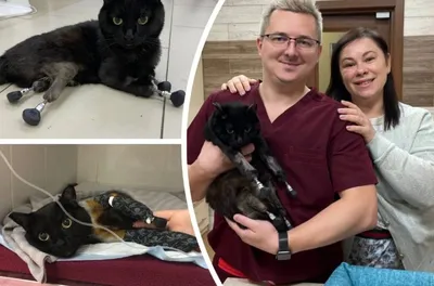 Третий случай в мире: в Новосибирске ветеринары поставили коту четыре  протеза вместо лап » Кошка Ветра