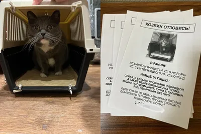 Выставка кошек в Новосибирске