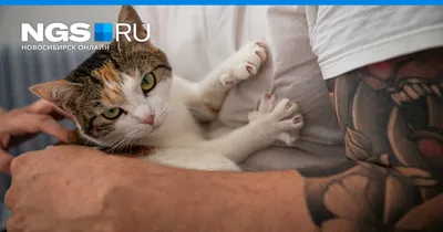 Искала кота, а нашла Плюшу: в Новосибирске кошка вернулась домой спустя 2  месяца - KP.RU