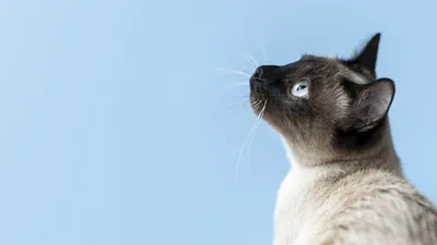 Первые в России ржавые кошки появились в Новосибирске | НДН.Инфо