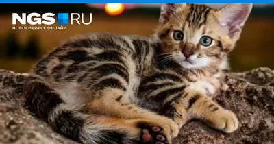 В Новосибирске продают котенка с кровью дикого хищника — сколько он стоит и  как выглядит - 3 ноября 2023 - НГС.ру