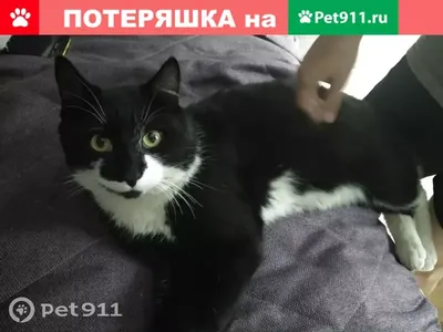 Осталось около 30 голодающих животных: в Новосибирске волонтеры спасают  кошек из квартиры умершей пенсионерки - KP.RU