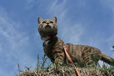 В Новосибирске на улице Искитимская 2-я сибирячка нашла рыжего кота в мешке  - 15 ноября 2023 - НГС.ру