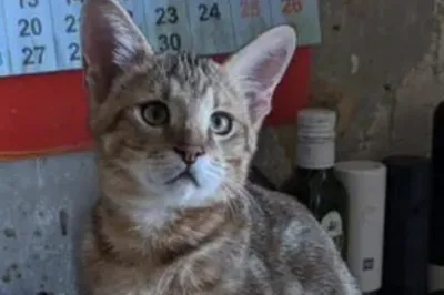 Чуть не убитый хозяевами кот обрёл новый дом в канун Нового года в  Новосибирске - Новости Новосибирска - om1.ru
