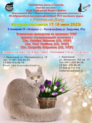 Пропала кошка на ул. Еляна, 40, Ростов-на-Дону | Pet911.ru