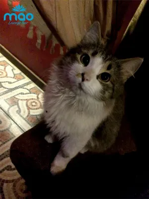 Домашний, квартирный кот Филя ищет новый дом. Он кастрирован, к всему  приучен, спокойный, добрый, хороший кот, звонить по номеру… | Instagram