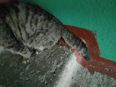 😸Скиф-тай-дон кошка - самая редкая Российская Кошка | Нос, хвост, лапы |  Дзен