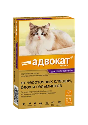 Сухой корм для кошек Kitekat Мясной Пир, 350 г - купить с доставкой в  Ростове-на-Дону - STORUM
