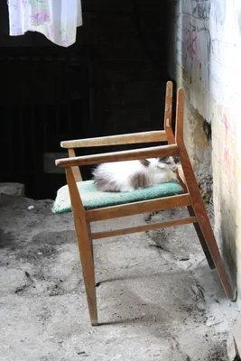 File:Cat on the chair. Rostov-on-Don. Russia. Кошка на стуле. Ростов-на-Дону.  Россия - panoramio.jpg - Wikipedia
