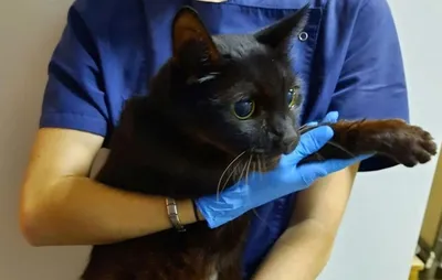 В Ростове ветеринары спасли кота, который почти ослеп из-за огнестрельного  ранения » Кошка Ветра