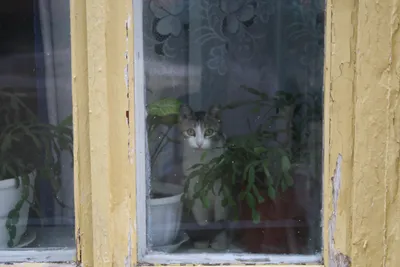 File:Cat in the window. Rostov-on-Don. Russia. Кошка в окне. Ростов-на-Дону.  Россия - panoramio.jpg - Wikimedia Commons