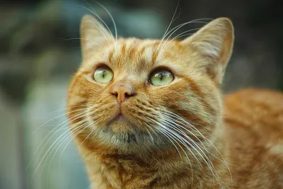 В Ростове за день полсотни котов нашли новых хозяев » Кошка Ветра