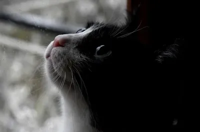 Звездный кот с «впуклым лицом» вляпался в передрягу в Ростове - Питомцы  Mail.ru