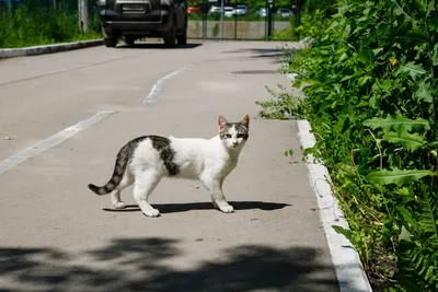 Пропал кот, 19 км линия 11, Самара. | Pet911.ru