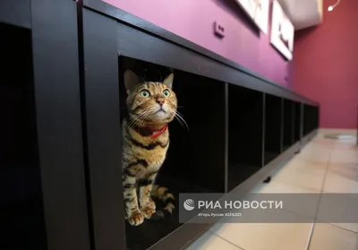 Котофей» — клуб любителей кошек, Санкт-Петербург