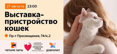 Кастрация кота: цены в СПб в ветклинике | кастрировать кота в  Санкт-Петербурге - Ветеринарная клиника МВЦ «Два сердца»