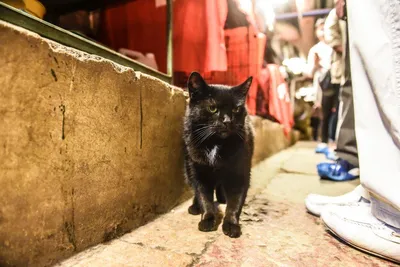 Средство для кошек Beaphar Catty Home Приучение к месту, купить в  интернет-магазине Филя с быстрой доставкой в Санкт-Петербурге