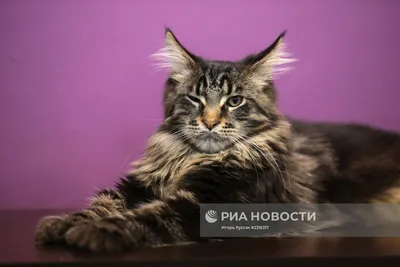 Купить 1152 Набор для вышивания Риолис 'Персидский кот', 26*38 см оптом со  склада в Санкт-Петербурге в компании Айрис