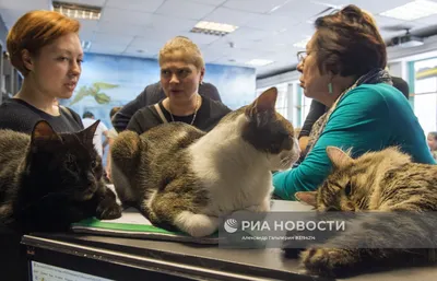 А вы знаете, насколько в Санкт-Петербурге обожают кошек? — О котах  Эрмитажа, и не только... | Санкт-Петербург Центр