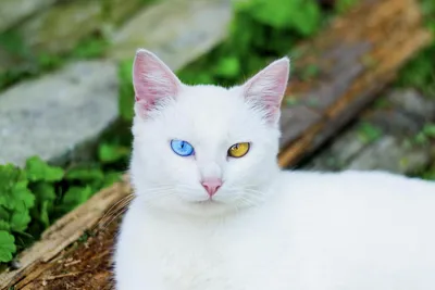 Кот-альбинос или белый кот? Рассказываю, как отличить кошку альбиноса от  белой кошки. | Стройка . Жизнь. Животные. | Дзен