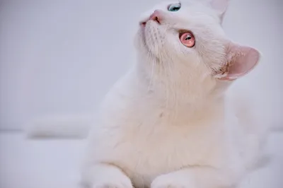 котенок альбинос ориентал | Котята, Смешные фотографии животных, Милые  котики