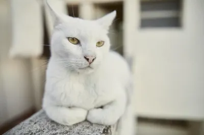 Кот-альбинос или белый кот? Рассказываю, как отличить кошку альбиноса от  белой кошки. | Стройка . Жизнь. Животные. | Дзен