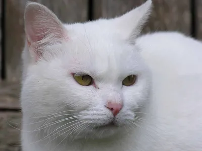 Кот альбинос с разно цветноми …» — создано в Шедевруме