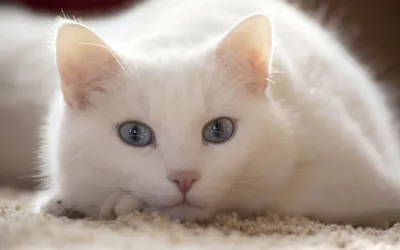 Красивый кот альбинос помоги решить …» — создано в Шедевруме