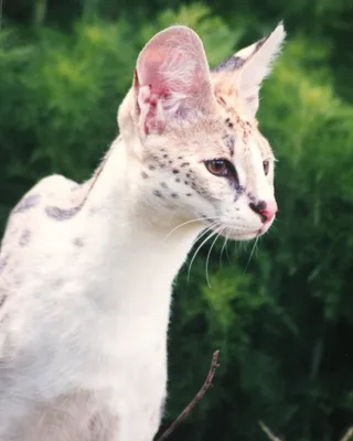 Кот альбинос - 70 фото