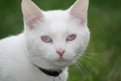 Настоящие коты альбиносы, глаза | Albino cat, Pretty animals, Albino animals