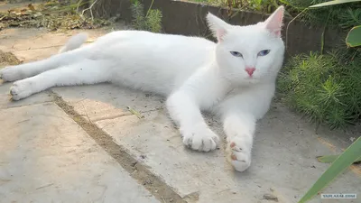 Кошка-альбинос , эстетично, красиво, …» — создано в Шедевруме