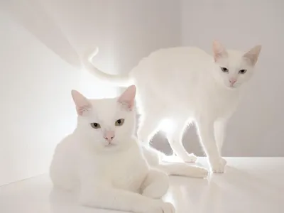 Белый кот на светлом фоне альбиносов Стоковое Фото - изображение  насчитывающей котенок, эля: 205703298