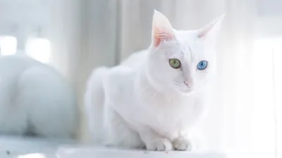 кот альбинос с разноцветными глазами фотография Stock | Adobe Stock