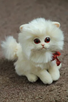Белый кот(альбинос) с разным цветом глаз, гетерохромия - Кошки - Все Вместе