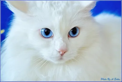 REL ALBINO CAT/ Белый кот альбинос | Кошачьи фотографии, Фотографии  животных, Животные