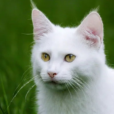 Кошка альбинос - 64 фото