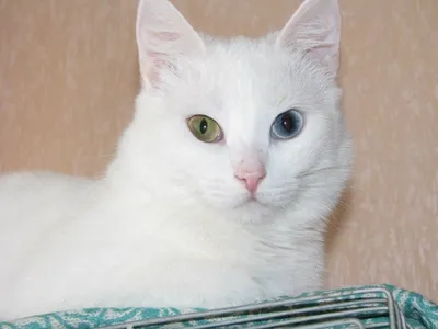 Домашние и дикие кошки-альбиносы | КотоВедение | Дзен