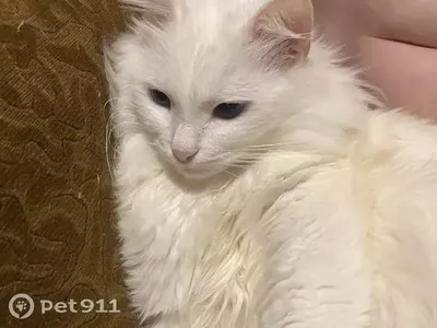 Кошка альбинос» — создано в Шедевруме