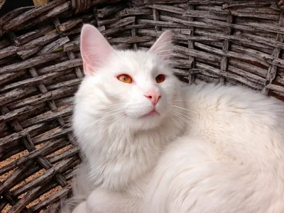 Пропала альбинос-кошка в Москве, посёлок ЛМС | Pet911.ru