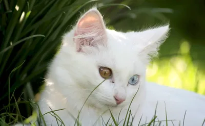 Новорожденный котенок-альбинос лежит …» — создано в Шедевруме