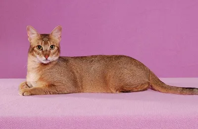 Порода кошек Чаузи — clubloy.ru